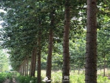 河南周口：培育出不飞絮的杨树新品种