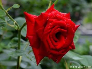 2023年情人节十大玫瑰品种销量榜，卡罗拉位居首位